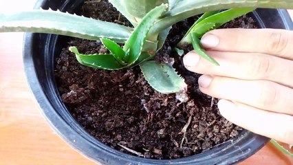 How to grow Aloe Vera from cuttings