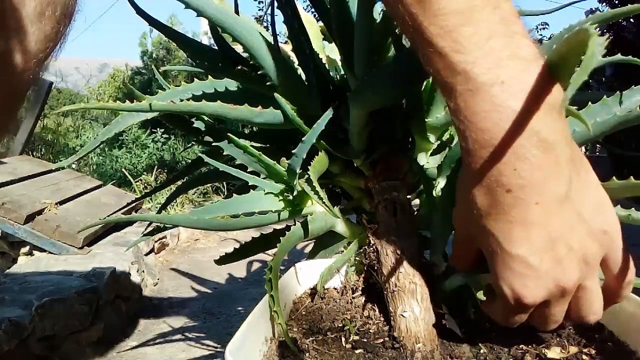 How to grow aloe vera from cutting  'Aloe arborescens'