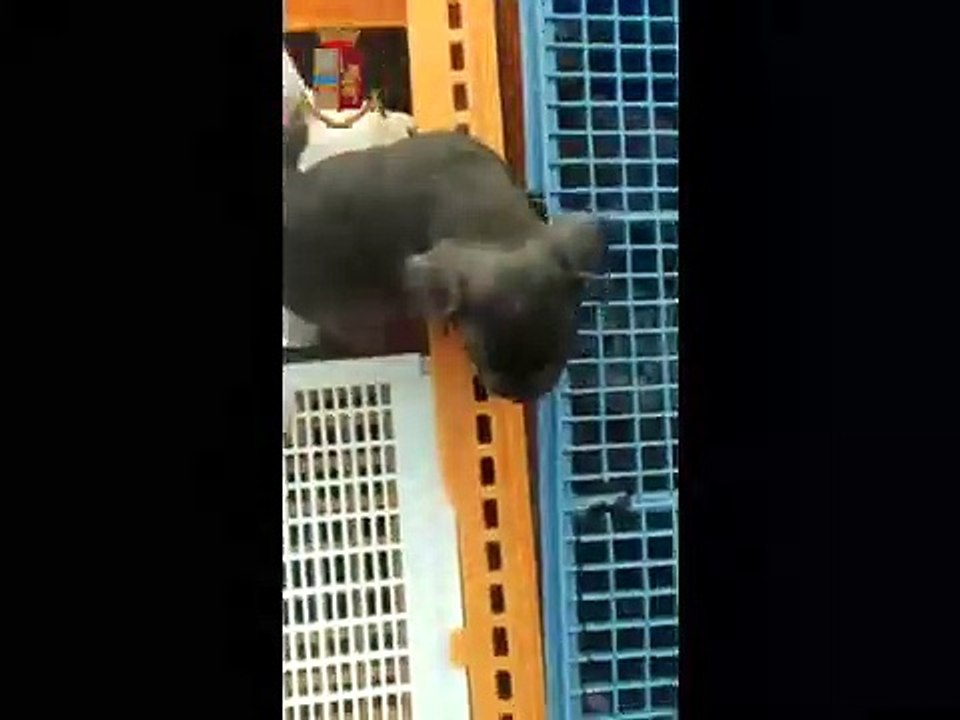 Trasporta 53 cuccioli di cane stipati in 6 gabbie la Polstrada lo blocca in A1 (28.06.19)