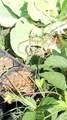 Lizard on cabbage.