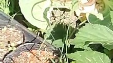 Lizard on cabbage.