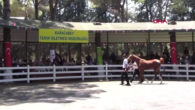 BURSA YARIŞ TAYLARI, EV FİYATINA ALICI BULDU