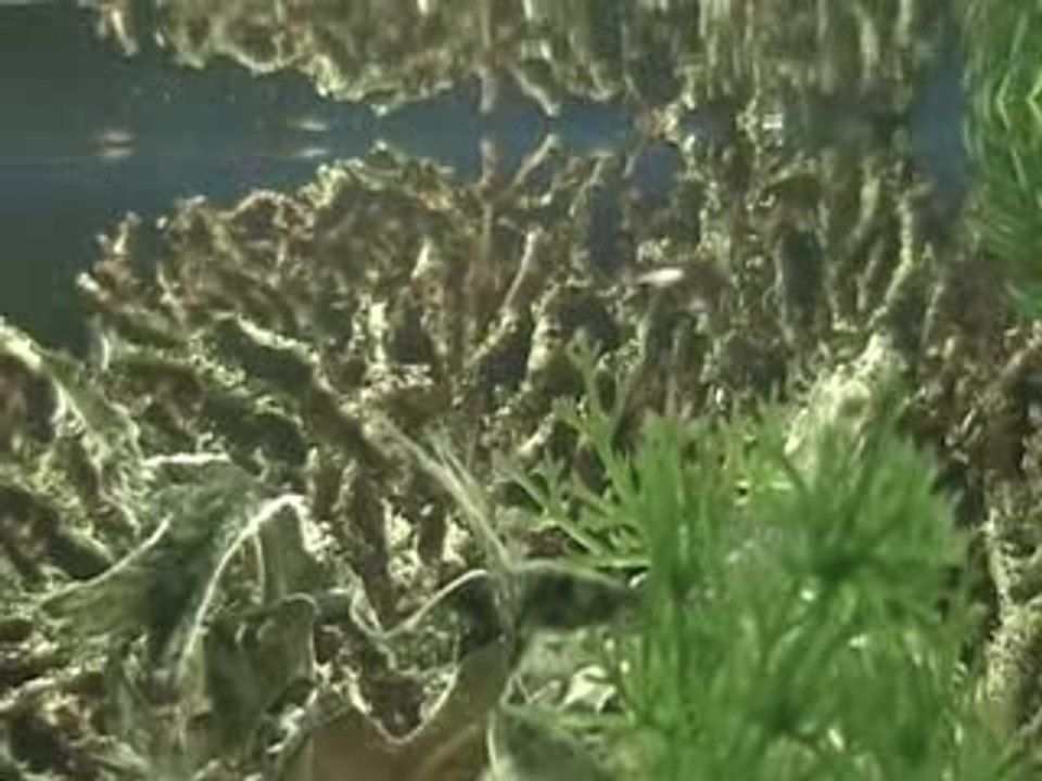 Baby Fish clip
