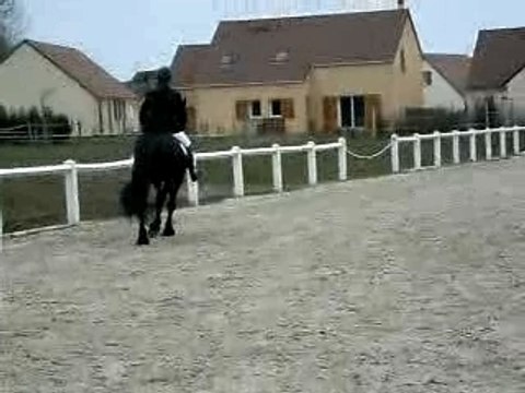 frison concours dressage