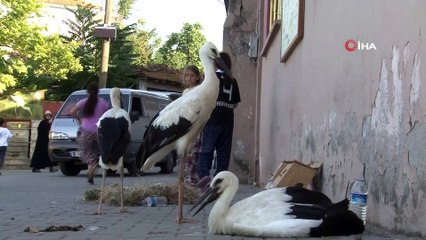 Dikkatsiz sürücü leylek yuvasını yıktı, kuşlar telef olmaktan son anda kurtuldu