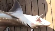 Antalya'da yakalanan 2 metre boyundaki köpek balığı, görenleri hayrete düşürdü