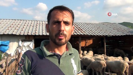 Bursa'da hayvan katliamı...Kurtlardan kurtulmak isterken köpekleri zehirledi