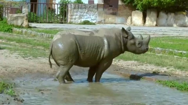 Watch: Endangered rhinos take trip of a lifetime from Europe to Africa