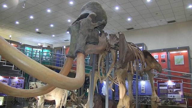 В Якутии найдены обработанные человеком останки мамонта