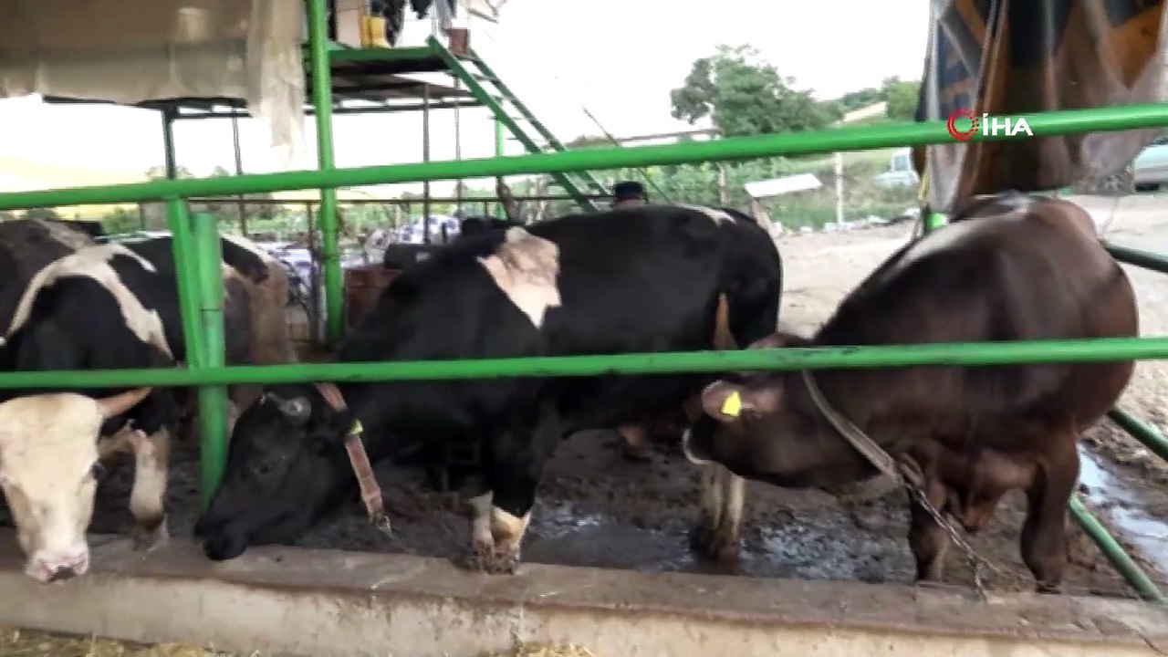 Suni Tohumlama İle Gelen 3'üz Buzağılar Üreticisini Sevindirdi