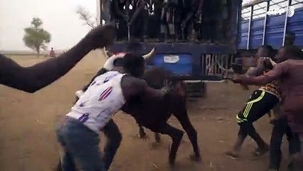 Fulani herders seek to tap into Nigeria's booming meat market