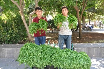 Köyden topladıkları maydanozları satıp harçlıklarını çıkarıyorlar