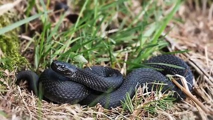 Black Snake Dream - Dream Interpretation and Meaning