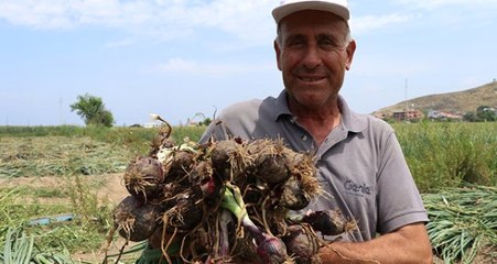 Erdek'te üretilen balık soğanına Avrupa ve Orta Doğu ülkelerinden talep geldi