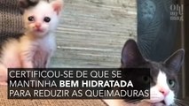 Vídeo: ela encontra este gatinho queimado pelo sol e faz de tudo para salvá-lo