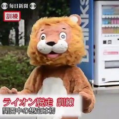Le zoo Tobe à Aichi a organisé un exercice d'évasion de lion aujourd'hui