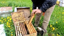 L'apiculteur de Beauharnois Ali Agougou montre un cadre de sa ruche