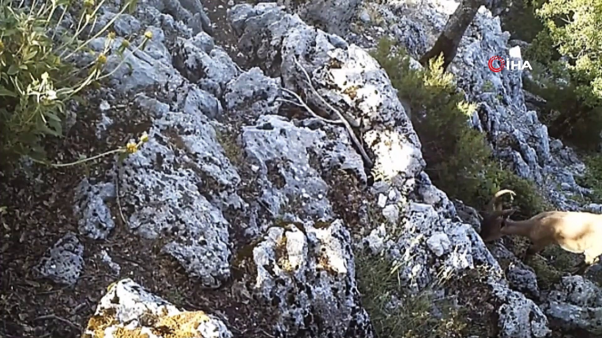 Yaban keçisi ve yaban kedisi fotokapana yakalandı