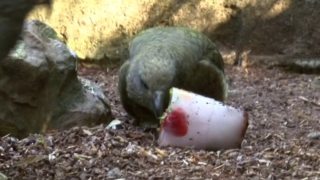 Des douches pour les rhinos, des glaces pour les perroquets… Comment le zoo de Beauval rafraîchit ses animaux en pleine canicule