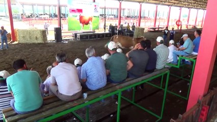 Podyuma çıkan düveler kapış kapış gitti