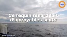 Ce requin renard fait d'incroyables sauts