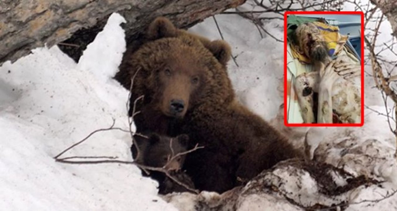 Ayının mağarada esir aldığı adam, 1 ay boyunca idrarını içerek hayatta kaldı