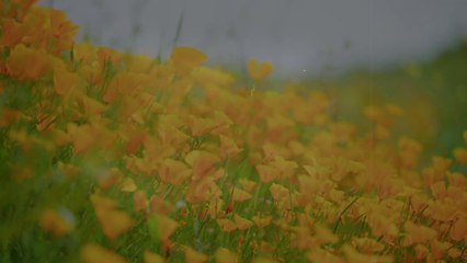 Douceur du vent d'été : Un poème de Jipy Pink