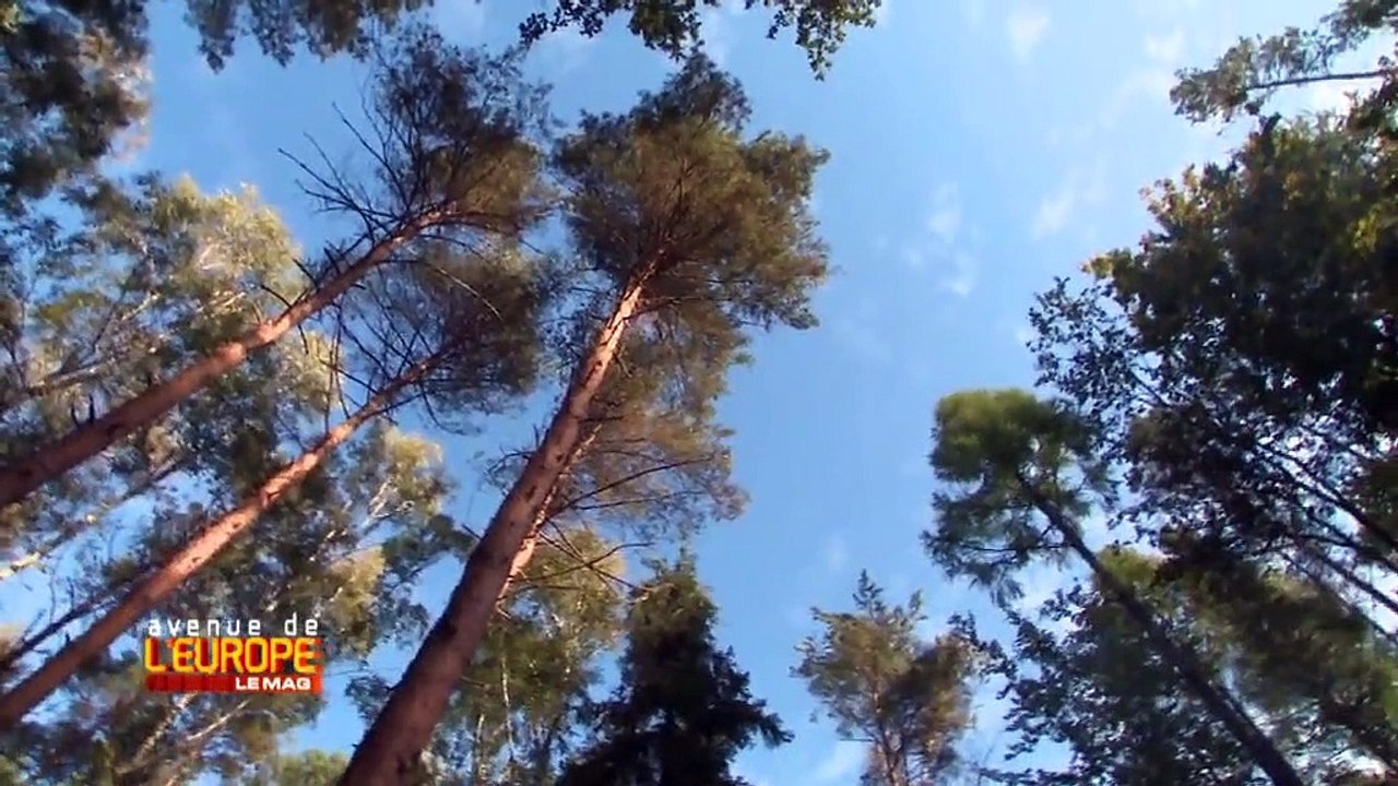 Pour compenser les effets de sa dépendance au charbon, la Pologne teste les puits de carbone