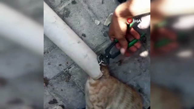 Kafası boruya sıkışan kediyi itfaiye kurtardı