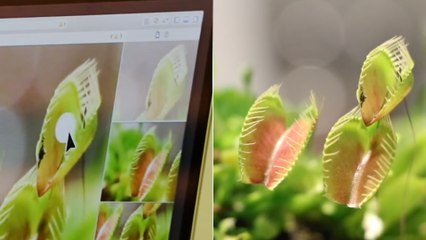 Descargar video: 'Cyborg botany' is a process that turns plants into electronic devices