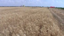 BALIKESİR Üreticilerin yüzü buğday hasadıyla gülüyor