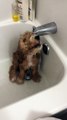 Bain d'un chiot, qui caresse la douche ! trop mignon