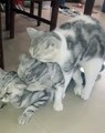 Ces trois chatons gris sont sublimes. Admirez les !