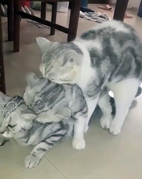 Ces trois chatons gris sont sublimes. Admirez les !