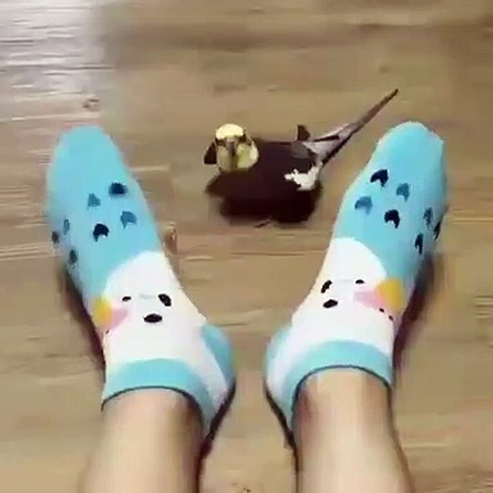 Cette perruche aime jouer à cache-cache. Adorable !