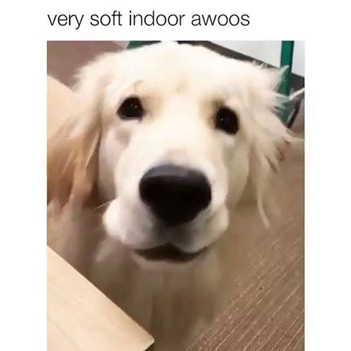 Un golden qui hurle mieux que les loups. Magnifique !