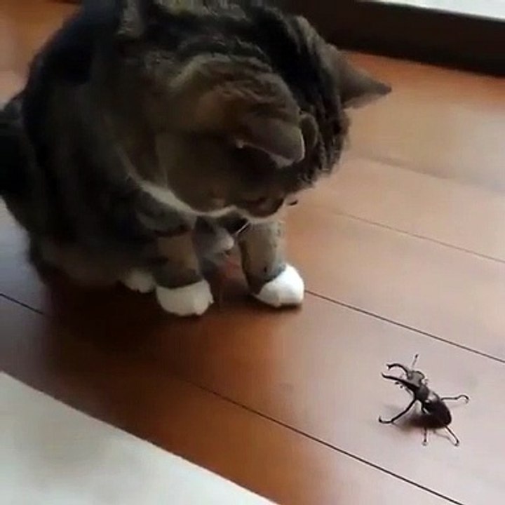 Ce chaton n'a pas peur du scarabée. Observez sa réaction !