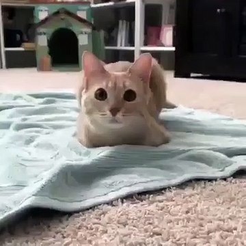 Ce chat va faire quelque chose de trop mignon. Regardez !