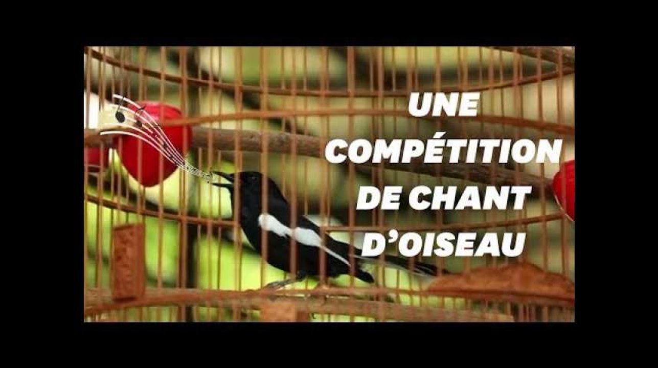 À Singapour, les retraités se passionnent pour le chant d'oiseau