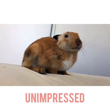 Cette lapine est drôle et adorable. Admirez ce qu'elle fait !