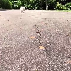 Ce poméranien a une incroyable fourrure. Admirez !