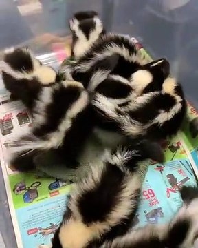 Admirez ces quelques bébés mouffettes pour passer une bonne journée!