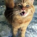 Les miaulements de cette ravissante chatte va vous donner des frissons !!