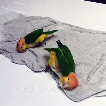 Ces perruches adorent jouer ensemble. Trop mimi !