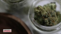 Cannabis thérapeutique : un médicament pertinent ? - L'Info du Vrai du 26/06 - CANAL+