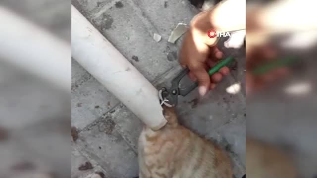 Kafası boruya sıkışan kediyi itfaiye kurtardı