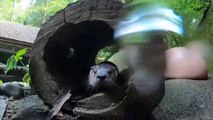 Meet Flora and Hobson, the rescued river otter pups