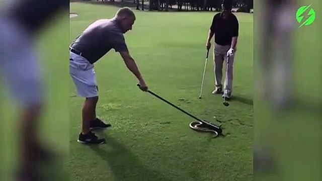 2 golfeurs trouvent un énorme serpent sur le green