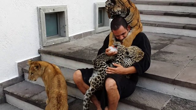 Gros calin entre un lion, un tigre, une panthère.... et leur dresseur