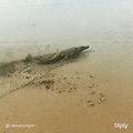 Ce crocodile ne marche pas, il surfe dans la boue... Incroyable